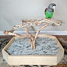 Load image into Gallery viewer, Manzanita Table Top Stand - Macaw