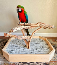 Load image into Gallery viewer, Manzanita Table Top Stand - Macaw