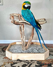 Load image into Gallery viewer, Manzanita Table Top Stand - Macaw