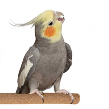 Load image into Gallery viewer, Sure-Grip Grooming Perch | Medium