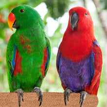 Load image into Gallery viewer, Sure-Grip Grooming Perch | Large