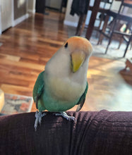 Load image into Gallery viewer, Blue Peach-Faced Love Bird
