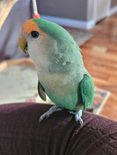 Load image into Gallery viewer, Blue Peach-Faced Love Bird