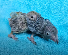 Load image into Gallery viewer, Parrotlet Babies