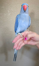 Load image into Gallery viewer, Female Indian Ringneck Parakeet