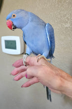 Load image into Gallery viewer, Female Indian Ringneck Parakeet