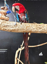 Load image into Gallery viewer, Male Green Winged Macaw