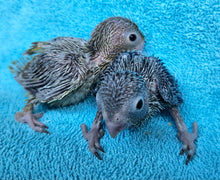 Load image into Gallery viewer, Parrotlet Babies