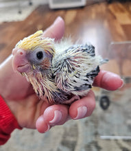 Load image into Gallery viewer, Cockatiel Babies