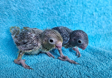 Load image into Gallery viewer, Parrotlet Babies