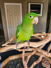 Load image into Gallery viewer, Mexican Green Conure Babies