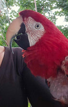 Load image into Gallery viewer, Male Green Winged Macaw