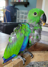 Load image into Gallery viewer, Deposits