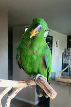 Load image into Gallery viewer, Deposits