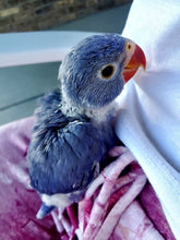 Load image into Gallery viewer, Deposits