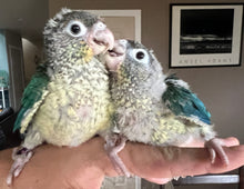 Load image into Gallery viewer, Deposits