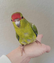 Load image into Gallery viewer, Deposits