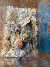 Load image into Gallery viewer, Deposits