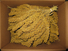 Load image into Gallery viewer, Spray Millet