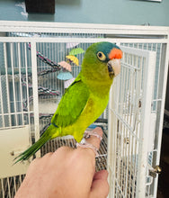 Load image into Gallery viewer, Mooney | Adult Male Halfmoon Conure
