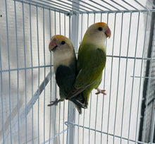 Load image into Gallery viewer, Peached-faced Lovebird Breeding Pair
