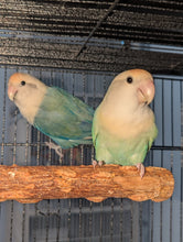 Load image into Gallery viewer, Peached-faced Lovebird Breeding Pair
