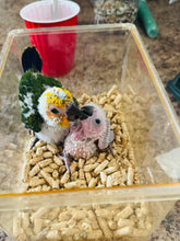 Load image into Gallery viewer, Jenday Conure Babies
