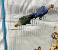 Load image into Gallery viewer, Lovebird Pair (males)
