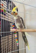 Load image into Gallery viewer, Cockatiel Babies
