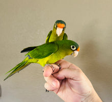 Load image into Gallery viewer, Half Moon Conure Babies

