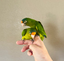 Load image into Gallery viewer, Half Moon Conure Babies
