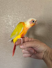 Load image into Gallery viewer, High Red Sun Cheek Conure Babies
