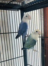 Load image into Gallery viewer, Peach-Faced Lovebird Breeding Pair
