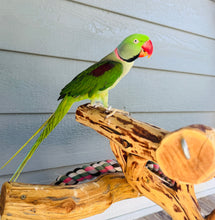 Load image into Gallery viewer, Male Alexandrine Parakeet
