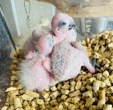 Load image into Gallery viewer, Jenday Conures
