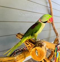 Load image into Gallery viewer, Male Alexandrine Parakeet
