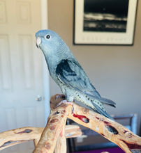 Load image into Gallery viewer, Lineolated (Linnie) Parakeet Baby
