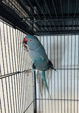 Load image into Gallery viewer, Female Indian Ringneck
