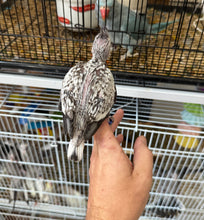 Load image into Gallery viewer, White Faced Cockatiel Babies
