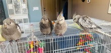 Load image into Gallery viewer, White Faced Cockatiel Babies
