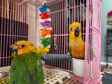 Load image into Gallery viewer, Jenday Conure Babies
