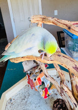 Load image into Gallery viewer, Female Parrotlet -Tame
