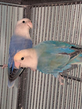 Load image into Gallery viewer, Peach-Faced Lovebird Breeding Pair
