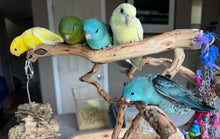 Load image into Gallery viewer, Lineolated (Linnie) Parakeet Babies
