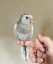 Load image into Gallery viewer, White Face / Cream Face Cockatiel Babies
