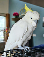 Load image into Gallery viewer, Male Sulphur Crested Cockatoo
