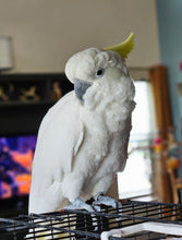 Load image into Gallery viewer, Male Sulphur Crested Cockatoo
