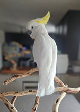 Load image into Gallery viewer, Male Sulphur Crested Cockatoo
