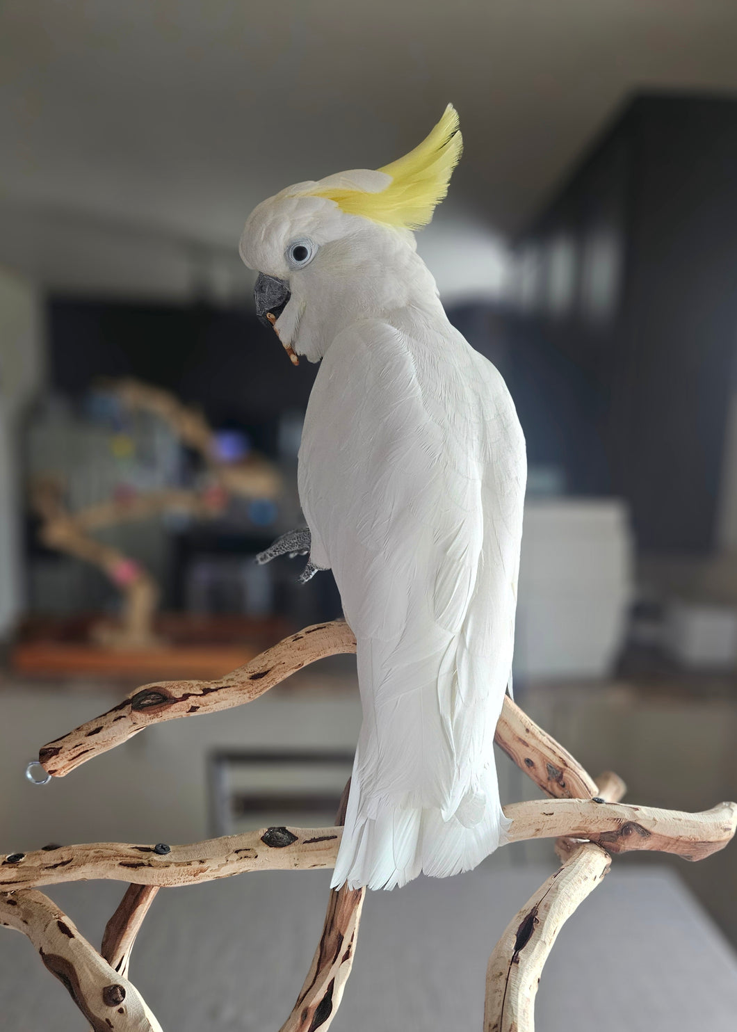 Male Sulphur Crested Cockatoo