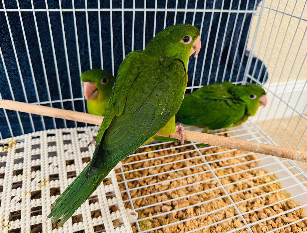 Mexican Green Conure Babies